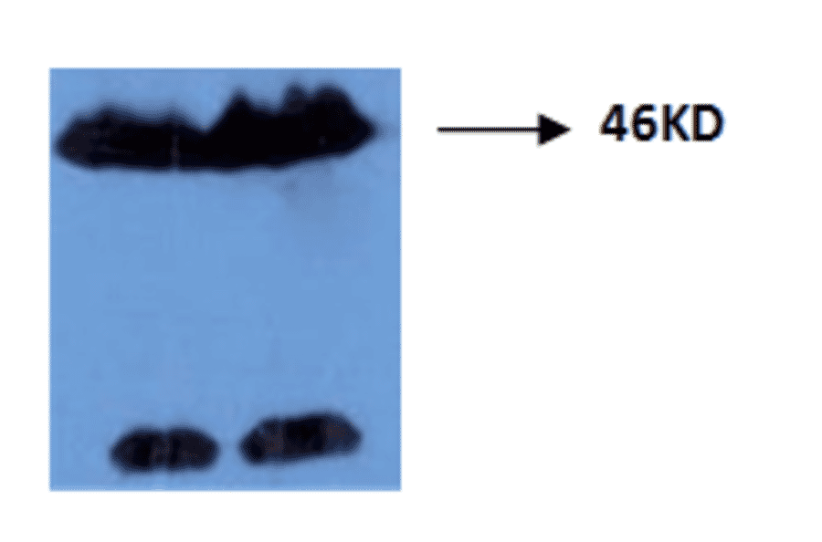 Western Blot - Anti-Tau (phospho Thr181) Antibody (MO-M40099D) - Antibodies.com