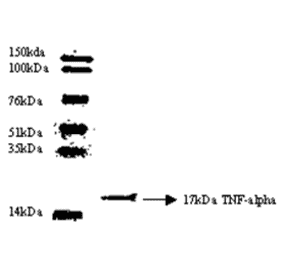 Western Blot - Anti-TNF alpha Antibody (MO-C40003D) - Antibodies.com