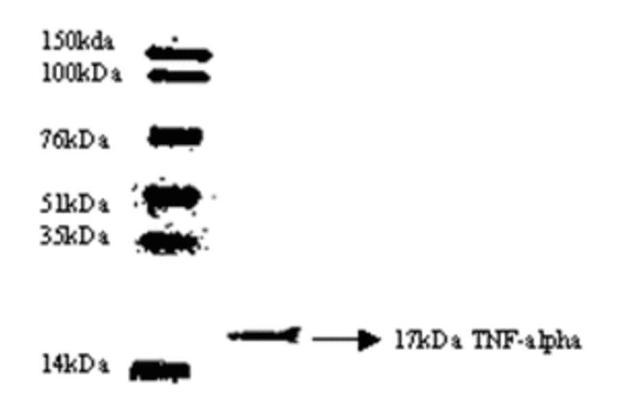 Western Blot - Anti-TNF alpha Antibody (MO-C40003D) - Antibodies.com