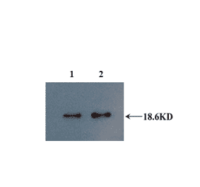 Western Blot - Anti-IL10 Antibody (MO-C40092A) - Antibodies.com