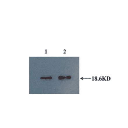 Western Blot - Anti-IL10 Antibody (MO-C40092A) - Antibodies.com