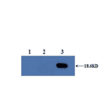 Western Blot - Anti-IL10 Antibody (MO-C40092A) - Antibodies.com