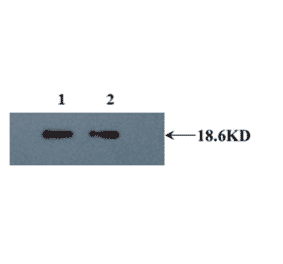 Western Blot - Anti-IL10 Antibody (MO-C40092B) - Antibodies.com