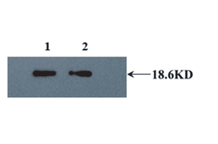 Western Blot - Anti-IL10 Antibody (MO-C40092B) - Antibodies.com