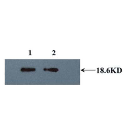 Western Blot - Anti-IL10 Antibody (MO-C40092B) - Antibodies.com
