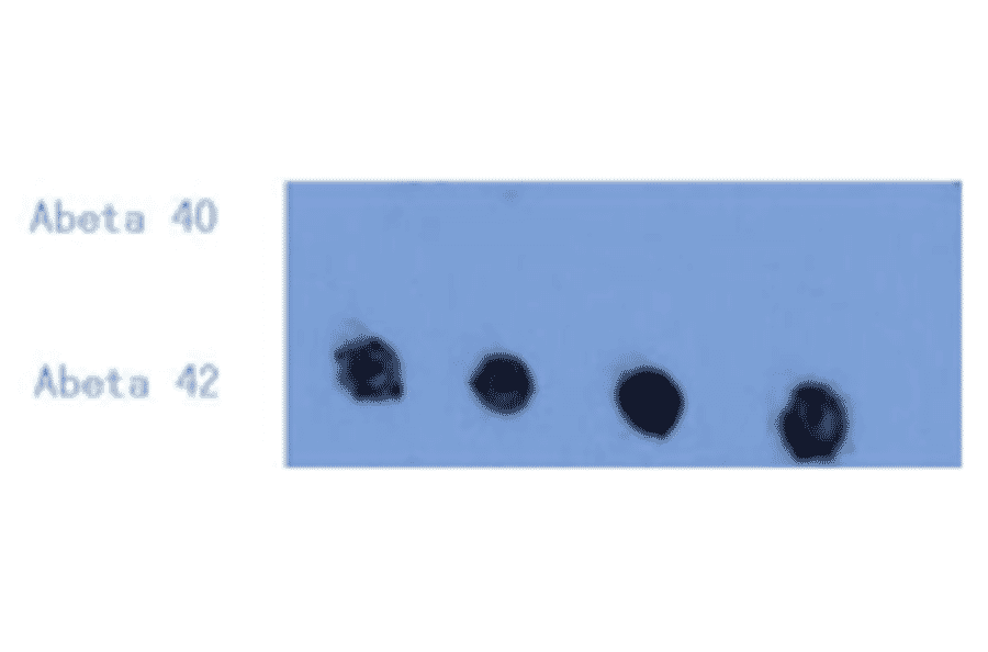 Dot Blot - Anti-Amyloid beta Peptide 42 Antibody (MO-M40093A) - Antibodies.com