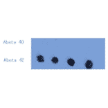 Dot Blot - Anti-Amyloid beta Peptide 42 Antibody (MO-M40093A) - Antibodies.com