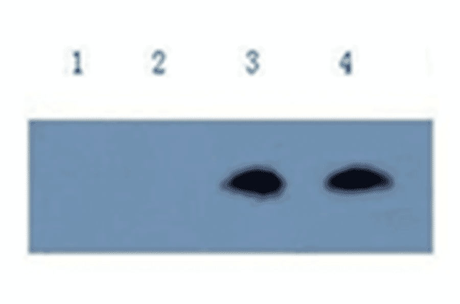 Western Blot - Anti-Amyloid beta Peptide 42 Antibody (MO-M40093B) - Antibodies.com