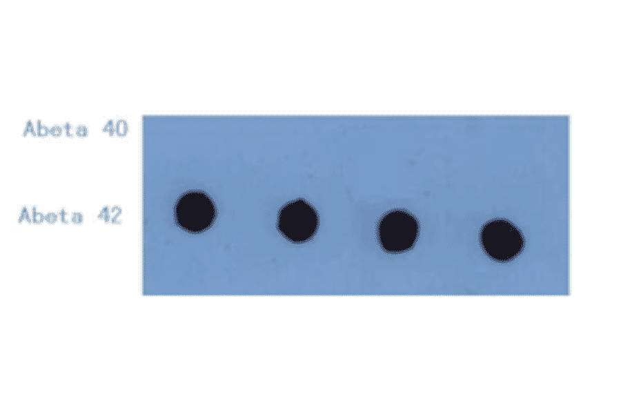 Western Blot - Anti-Amyloid beta Peptide 42 Antibody (MO-M40093B) - Antibodies.com