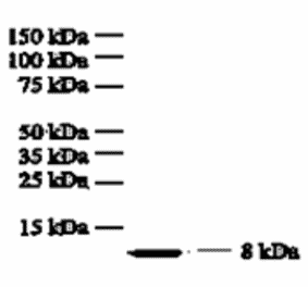 Western Blot - Anti-IL-8 Antibody (MO-C40017A) - Antibodies.com