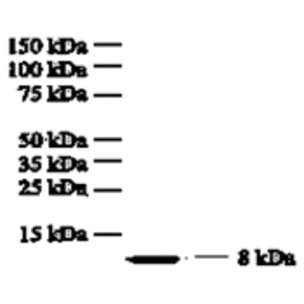 Western Blot - Anti-IL-8 Antibody (MO-C40017A) - Antibodies.com