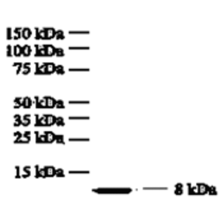 Western Blot - Anti-IL-8 Antibody (MO-C40017A) - Antibodies.com