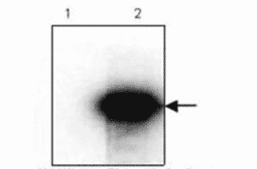 Western Blot - Anti-HA Tag Antibody (MO-H40004A) - Antibodies.com