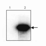 Western Blot - Anti-HA Tag Antibody (MO-H40004A) - Antibodies.com