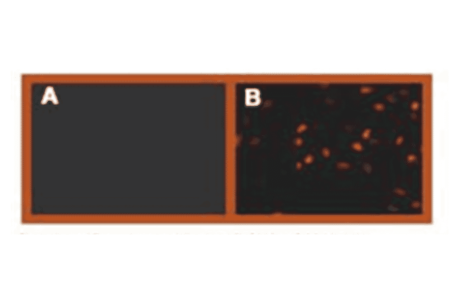Immunofluorescence - Anti-HA Tag Antibody (MO-H40004A) - Antibodies.com