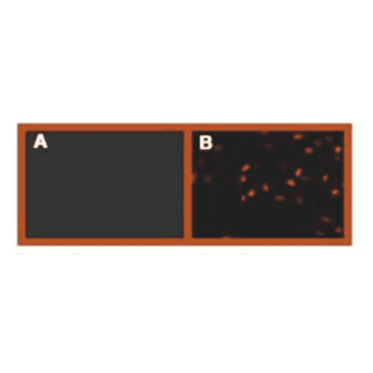 Immunofluorescence - Anti-HA Tag Antibody (MO-H40004A) - Antibodies.com