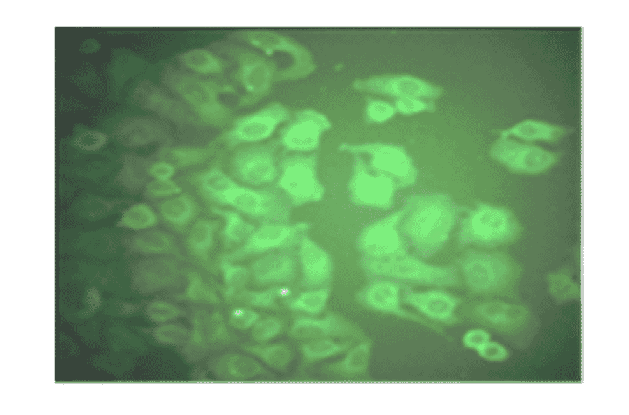 Immunofluorescence - Anti-CA 50 Antibody (MO-T40014A) - Antibodies.com