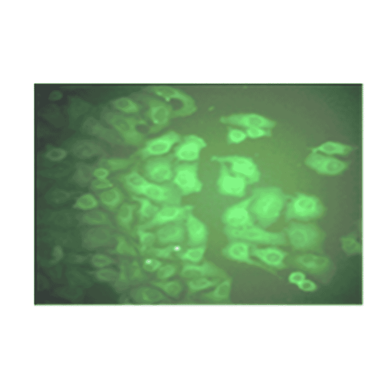 Immunofluorescence - Anti-CA 50 Antibody (MO-T40014A) - Antibodies.com