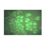 Immunofluorescence - Anti-CA 50 Antibody (MO-T40014A) - Antibodies.com