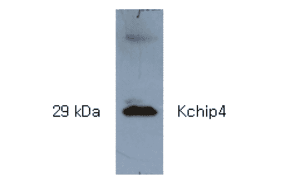 Western Blot - Anti-KCHIP4 Antibody (AI80008) - Antibodies.com