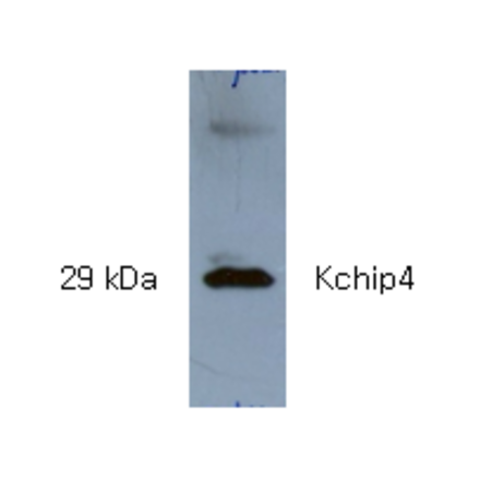 Western Blot - Anti-KCHIP4 Antibody (AI80008) - Antibodies.com