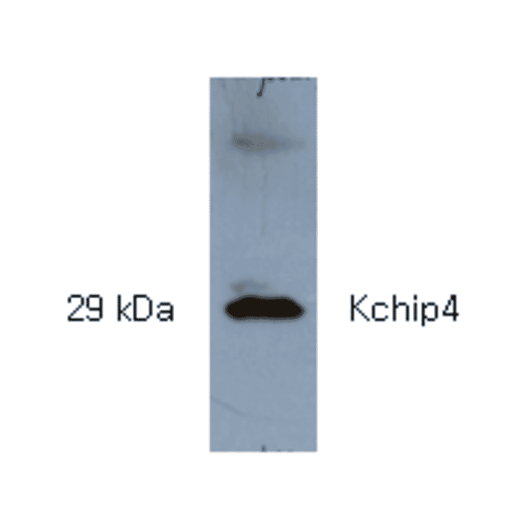 Western Blot - Anti-KCHIP4 Antibody (AI80008) - Antibodies.com