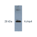 Western Blot - Anti-KCHIP4 Antibody (AI80008) - Antibodies.com