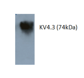 Western Blot - Anti-Kv4.3 Antibody (AI80010A) - Antibodies.com