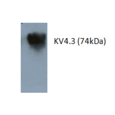 Western Blot - Anti-Kv4.3 Antibody (AI80010A) - Antibodies.com