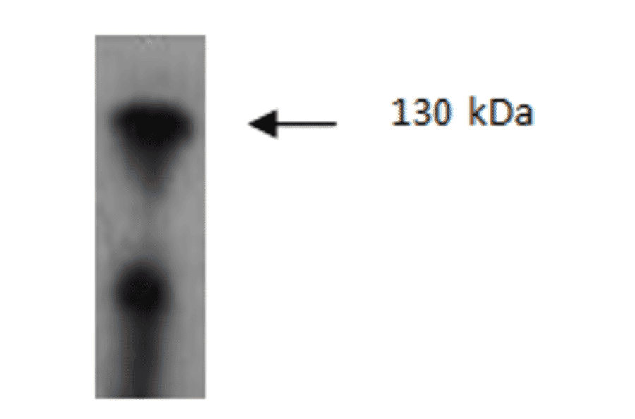 Western Blot - Anti-JAK2 Antibody (AI80013A) - Antibodies.com