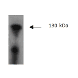 Western Blot - Anti-JAK2 Antibody (AI80013A) - Antibodies.com