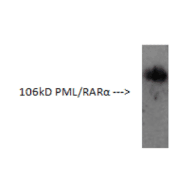 Western Blot - Anti-PML Protein Antibody (AI70002B) - Antibodies.com