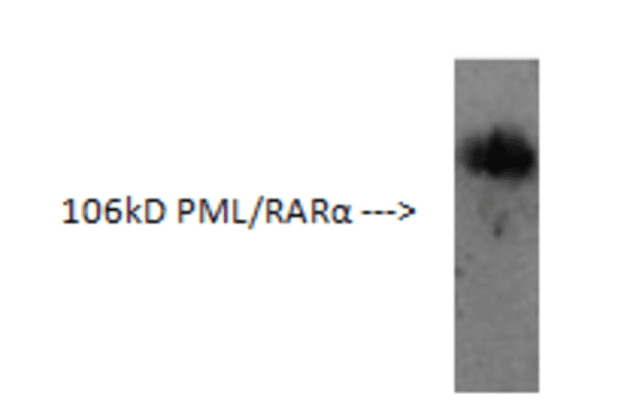 Western Blot - Anti-PML Protein Antibody (AI70002B) - Antibodies.com