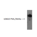 Western Blot - Anti-PML Protein Antibody (AI70002B) - Antibodies.com
