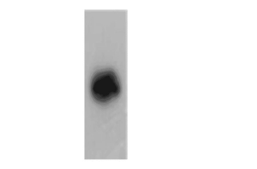 Western Blot - Anti-FPRL1 Antibody (AI70001B) - Antibodies.com