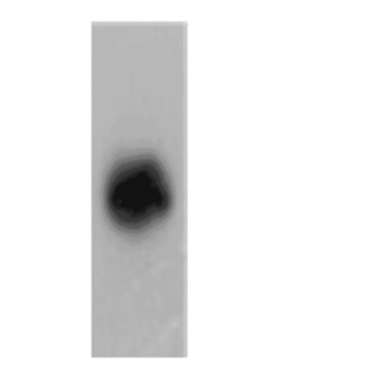 Western Blot - Anti-FPRL1 Antibody (AI70001B) - Antibodies.com