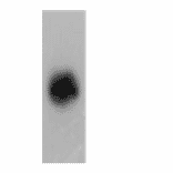 Western Blot - Anti-FPRL1 Antibody (AI70001B) - Antibodies.com