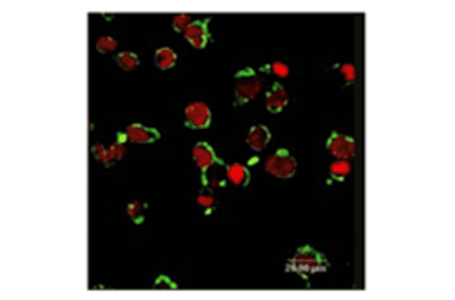 Immunofluorescence - Anti-FPRL1 Antibody (AI70001B) - Antibodies.com