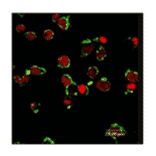 Immunofluorescence - Anti-FPRL1 Antibody (AI70001B) - Antibodies.com