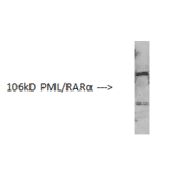 Western Blot - Anti-PML Protein Antibody (AI70002A) - Antibodies.com