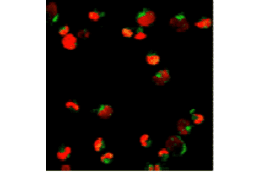 Immunofluorescence - Anti-PML Protein Antibody (AI70002A) - Antibodies.com