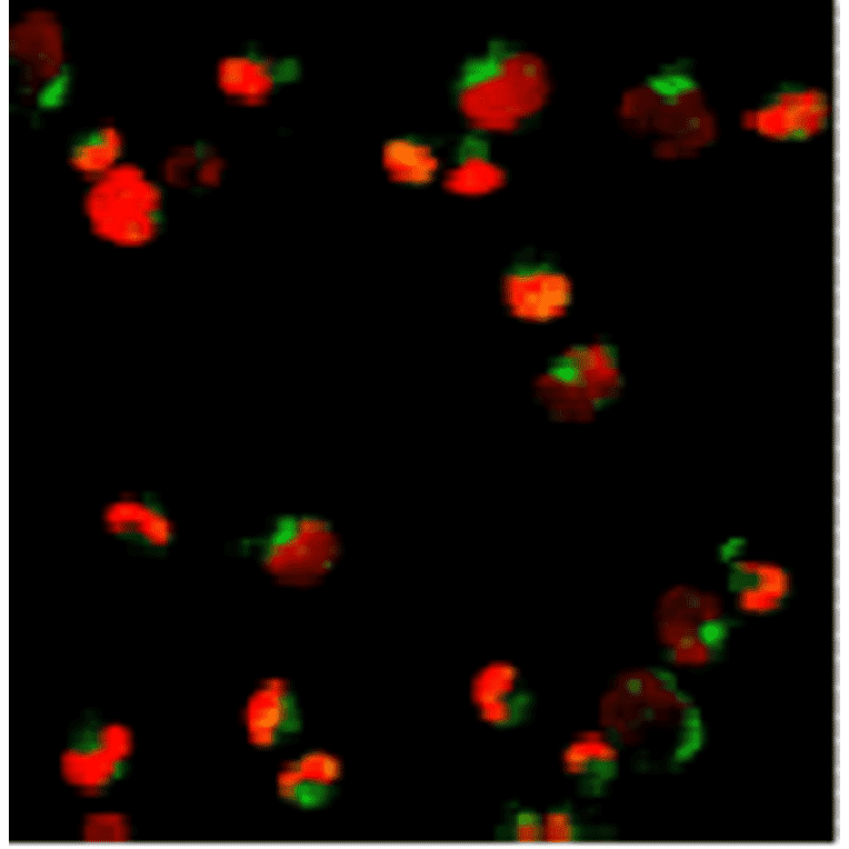 Immunofluorescence - Anti-PML Protein Antibody (AI70002A) - Antibodies.com