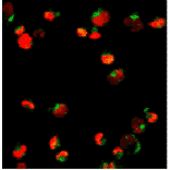 Immunofluorescence - Anti-PML Protein Antibody (AI70002A) - Antibodies.com