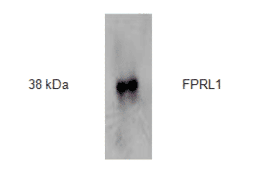 Western Blot - Anti-FPRL1 Antibody (AI70001A) - Antibodies.com