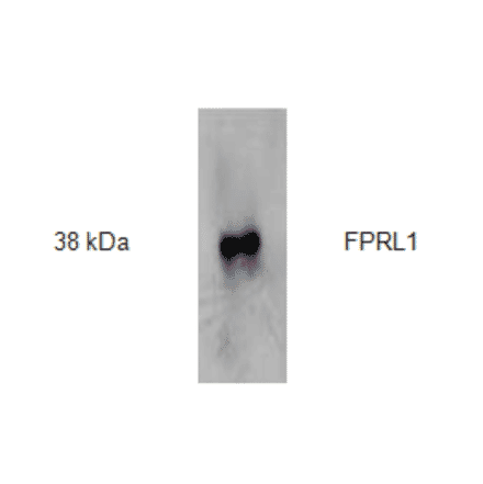 Western Blot - Anti-FPRL1 Antibody (AI70001A) - Antibodies.com