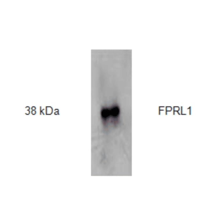 Western Blot - Anti-FPRL1 Antibody (AI70001A) - Antibodies.com