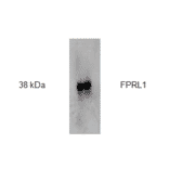 Western Blot - Anti-FPRL1 Antibody (AI70001A) - Antibodies.com