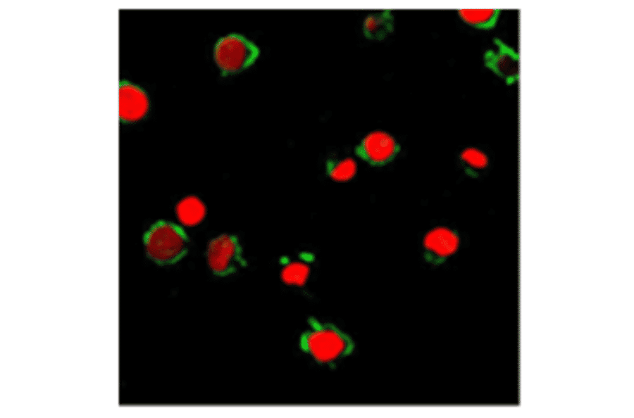 Immunofluorescence - Anti-FPRL1 Antibody (AI70001A) - Antibodies.com