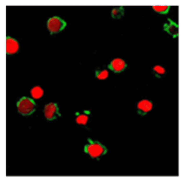 Immunofluorescence - Anti-FPRL1 Antibody (AI70001A) - Antibodies.com