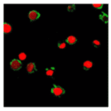 Immunofluorescence - Anti-FPRL1 Antibody (AI70001A) - Antibodies.com